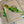 Load image into Gallery viewer, THE CROCODILE