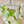 Load image into Gallery viewer, THE FROG