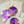 Load image into Gallery viewer, THE SEASHELL