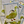 Load image into Gallery viewer, THE DUCK