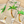 Load image into Gallery viewer, THE PALM TREE