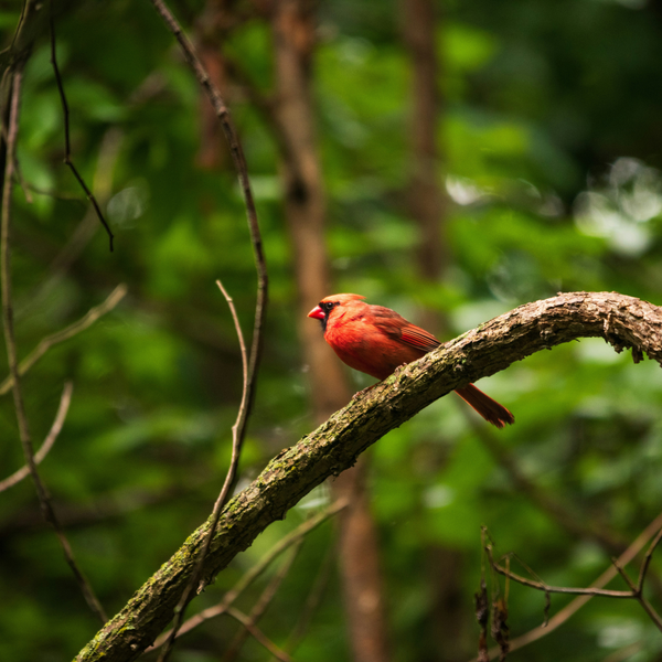 Plant a Memorial Tree - Impact Certificate