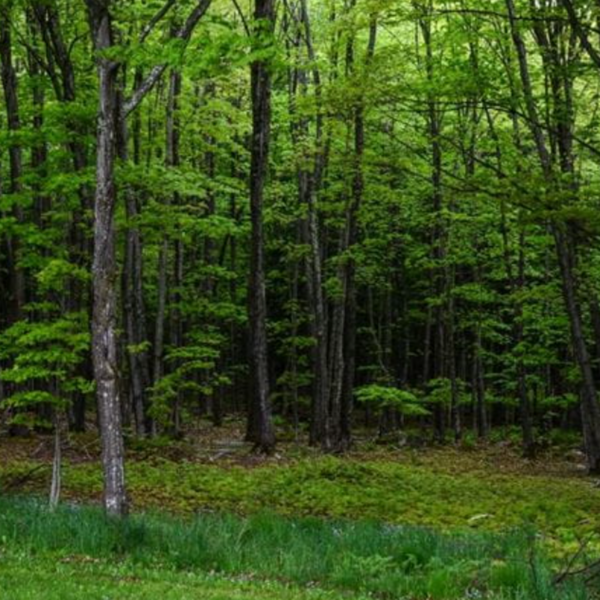 Plant a Tree in Michigan - Impact Certificate