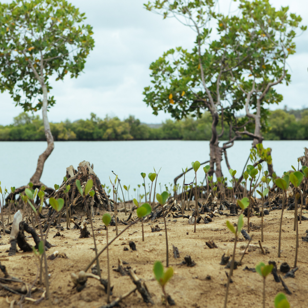 Plant a Tree in East Africa - Impact Certificate